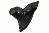 Large, Snaggletooth Shark (Hemipristis) Tooth - South Carolina #340310-1